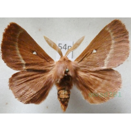 Lasiocampa trifolii (Denis & Schiffermüller, 1775) male Barczatka koniczynówka Poland54n